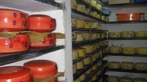 Mozzarella Surge India’s Dairy Exports Rocketed Over 1200