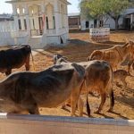 Pure Cow Milk Goes Pro: Gaushala Launches Tech Distribution 🥛 1 Pure Cow Milk Goes Pro Gaushala Launches Tech Distribution