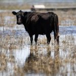 Rabid Cows and Milk Does the Virus Survive Pasteurization