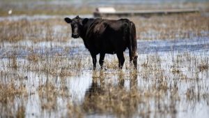 Rabid Cows and Milk Does the Virus Survive Pasteurization