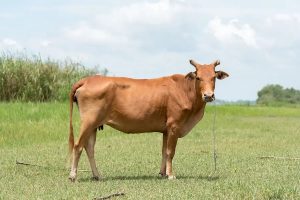 Rabies Milk Scare UP Village Faces Urgent Health Crisis