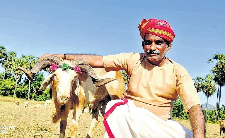 Veterinary Doctor Ditches Clinics for Camera Digitalizing Dairy