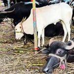 Water Crisis Indian Dairies Face FIRs Over Flow Meters
