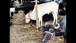 Water Crisis Indian Dairies Face FIRs Over Flow Meters