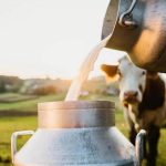 Dodla Dairy Stock Set for 25% Rally: Bullish Outlook 1 Dodla Dairy Stock Set for 25% Rally Bullish Outlook
