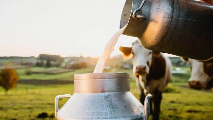 Dodla Dairy Stock Set for 25% Rally Bullish Outlook