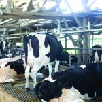 India’s Dairy Shield Why FTAs Won't Crack the Red Line