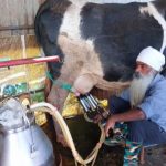 Milk Price Reforms Ignite 2-Cow Farm into Thriving Dairy Business