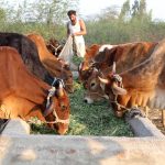 CEEW 38% of Indian Cattle Rearers Don’t Sell Milk