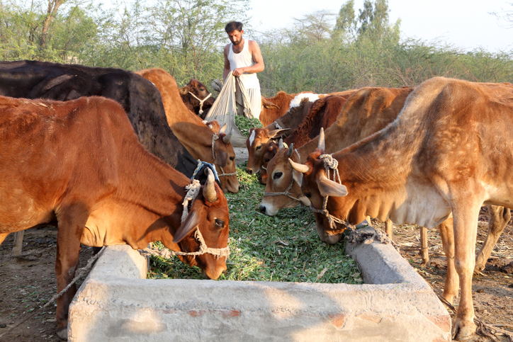 CEEW 38% of Indian Cattle Rearers Don’t Sell Milk