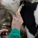 Illegal Oxytocin Seized in Telangana Dairy Probe