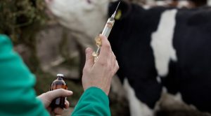 Illegal Oxytocin Seized in Telangana Dairy Probe