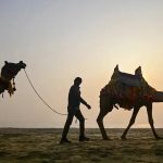 India’s First Camel Milk Plant Hits 4,754 L Daily