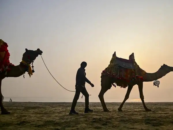 India’s First Camel Milk Plant Hits 4,754 L Daily