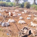 Livestock Growth Transforms Rural Life in Bhupalpally