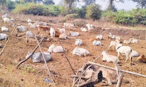 Livestock Growth Transforms Rural Life in Bhupalpally