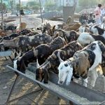 Anantapur Cattle Collapse Raises Alarm for Dairy Sector