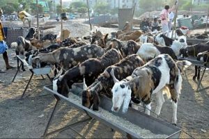Anantapur Cattle Collapse Raises Alarm for Dairy Sector