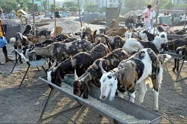 Anantapur Cattle Collapse Raises Alarm for Dairy Sector