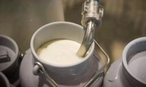 Andhra Pradesh Cracks Down After Milk Disaster Kills 5