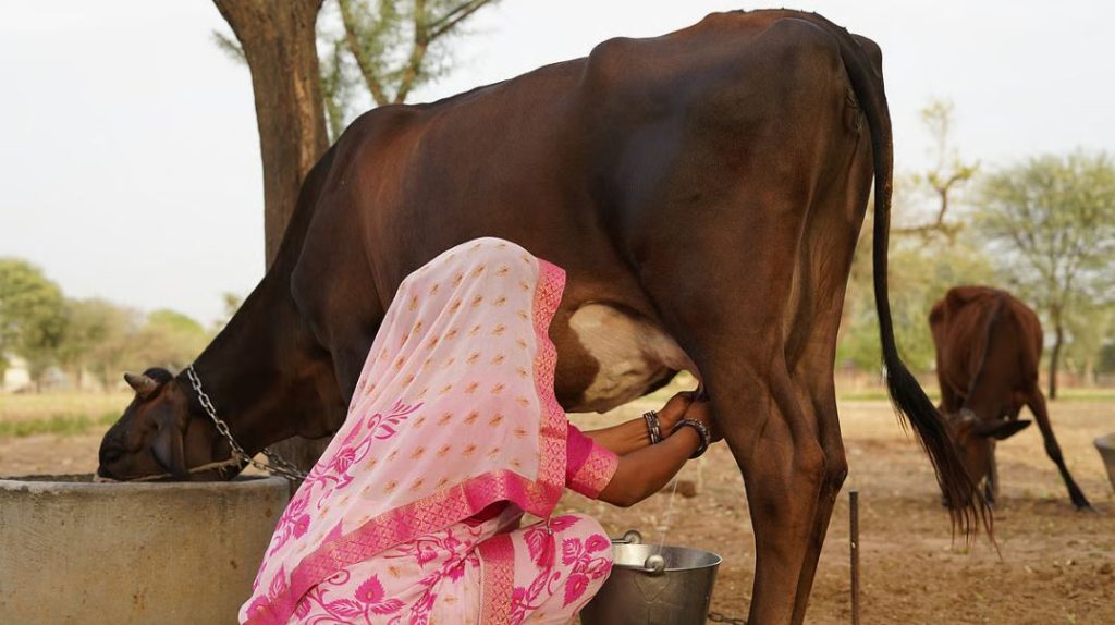 India’s Dairy Edge Cooperatives Power Global Leadership