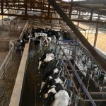 India’s Dairy Export Labels Face Global Test