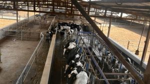 India’s Dairy Export Labels Face Global Test