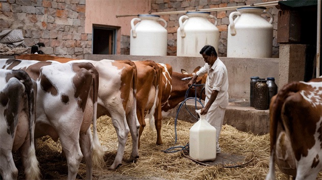 India’s Dairy Sustainability Major Challenges, Major Gains