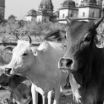 India’s First Cow Culture Museum Set For Mathura