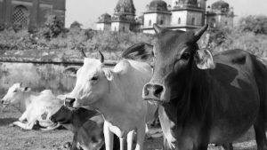 India’s First Cow Culture Museum Set For Mathura