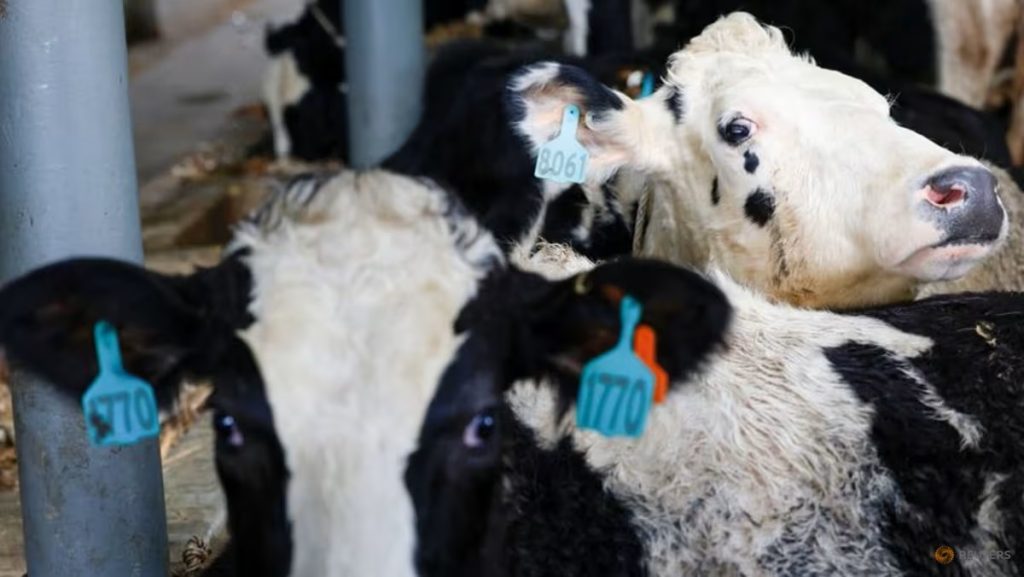 Indonesia’s Massive Dairy Bet Importing 1 Million Cows