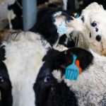 Indonesia’s Massive Dairy Bet Importing 1 Million Cows