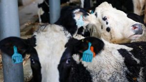 Indonesia’s Massive Dairy Bet Importing 1 Million Cows