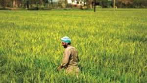 US–India Trade Deal Sparks Alarm for Farmers, Dairy