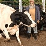 Himachal Dairy Drives 85% of Methane Output