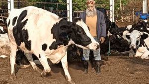 Himachal Dairy Drives 85% of Methane Output