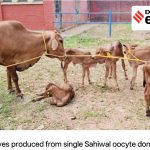 India Welcomes IVF Calves, Signaling Dairy Leap