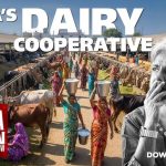 India’s Dairy Future Hinges on Cooperative Expansion