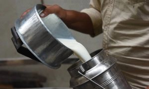 Milk Output Jumps 70% in 11 Years in West Bengal