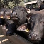 Rabies Scare in Gujarat After Villagers Consume Milk 1 Rabies Scare in Gujarat After Villagers Consume Milk