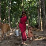 Rural Women Drive $600M Dairy Boom in Uttar Pradesh 1 Rural Women Drive $600M Dairy Boom in Uttar Pradesh