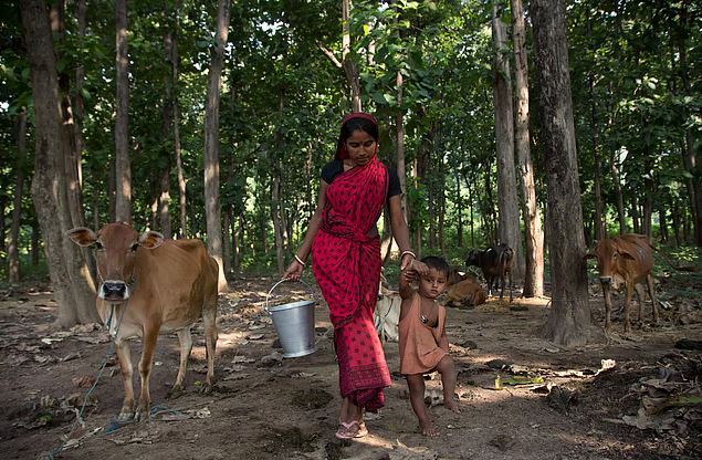 Rural Women Drive $600M Dairy Boom in Uttar Pradesh