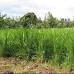 UP Battles 45% Green Fodder Deficit