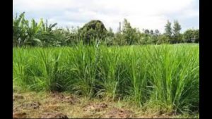 UP Battles 45% Green Fodder Deficit