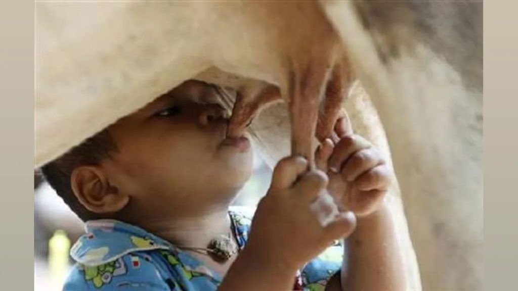 Uttar Pradesh Approves Major Dairy Production Boost