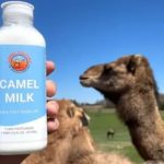 Camel Milk Emerges as Nutrient-Rich Dairy Alternative