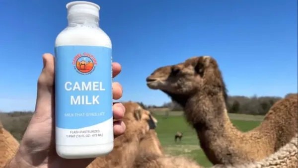 Camel Milk Emerges as Nutrient-Rich Dairy Alternative