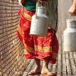 Crackdown on Dairy Adulteration Shakes Supply Chain