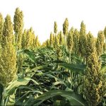 Crystal Crop Expands Dairy Fodder Seed Lineup