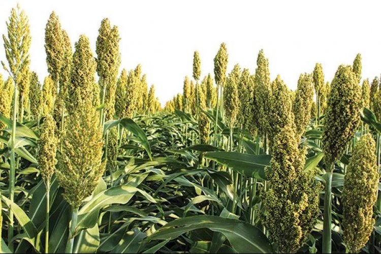 Crystal Crop Expands Dairy Fodder Seed Lineup